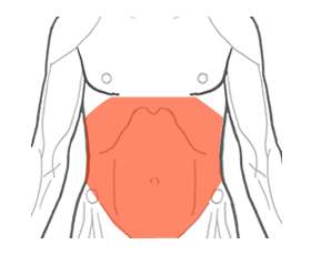 腹筋の位置