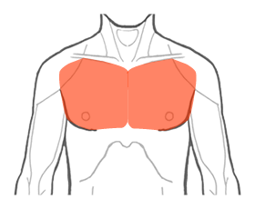 大胸筋の位置