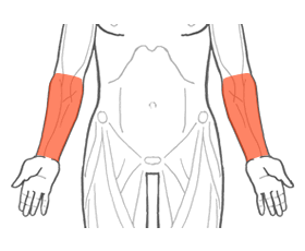 前腕の筋肉の位置
