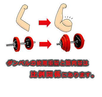 ダンベルの使用重量と筋肉量は比例の関係にあります。