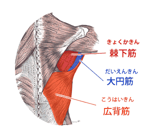 広背筋、大円筋、棘下筋の位置