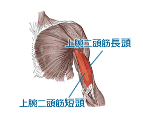 上腕二頭筋短頭は内側、長頭は外側にあります。