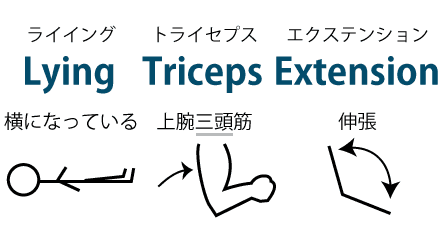 Lying(ライイング）→横になっている　Triceps（トライセプス）→上腕三頭筋　Extension（エクステンション）→伸張