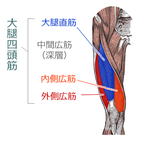 大腿四頭筋（大腿直筋、中間広筋、内側広筋、外側広筋）の位置