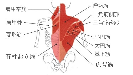 背筋の解剖図