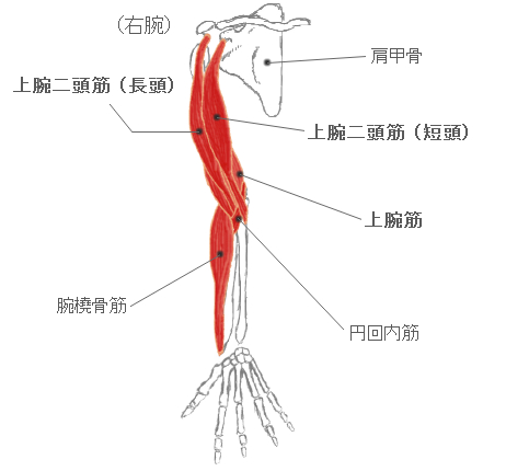 上腕二頭筋の解剖図